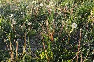 Dandelions