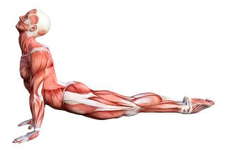 The Spine Bone is Connected to the Heart Bone: Stretching for Health