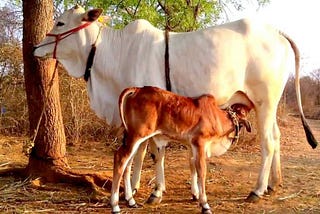 Why won’t most Hindus open their eyes to the horrors of dairy today?