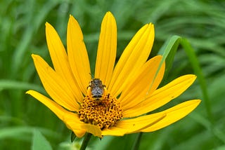 Walking in Ann Arbor: Bird Hills Nature Area