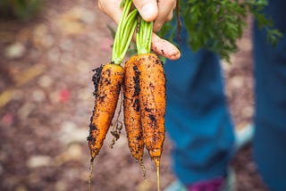 Carrots picked from the ground