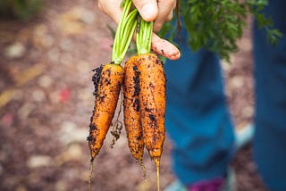 Carrots picked from the ground