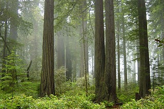 Photo of redwood trees and a lush forest understory. There is fog between the tree trunks.