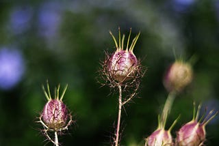 Dealing with Distractors in Photography
