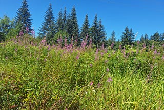 Summer Flower
