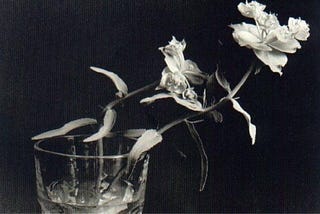 an elegy about watering something that stops growing