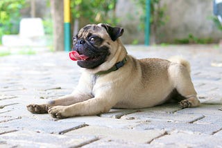 The Vet Shocked Me When She Said My Pug Was Muscular