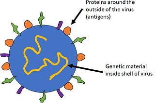 Viral Testing: Antigens, Antibodies, and PCR