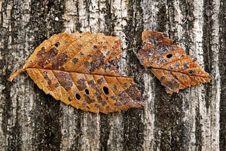 The Broken Leaf