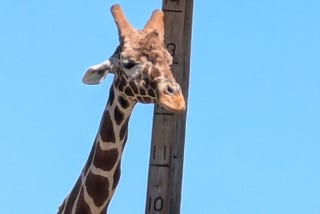My Bucket List Photo Safari