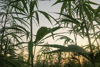 Could Canada’s Green Rush Include Hemp Clothing?