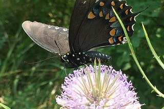 Spicebush swallowtail: Master of disguise