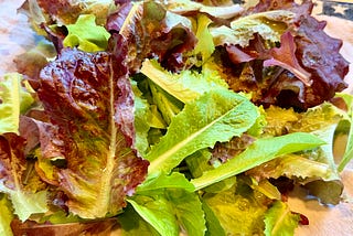 Harvesting Lettuce From the 2026 Garden-Episode 14 of Leaf, Wing, and Sun