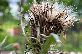 Dried thistle head — Cirsium discolor.