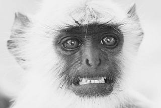 Is your mind full of noisy monkeys? How to deal with wild and stressful thoughts.