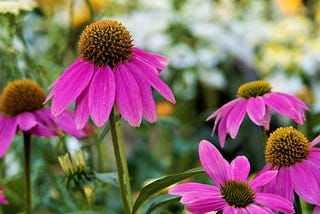 ConeFlowers