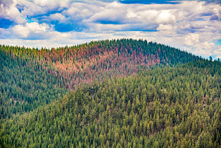 A forested hillside in Oregon, showing a broad span of brown and dead conifers in the aftermath of the 2021 heat dome.