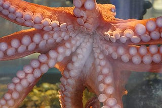 A closeup view of the arms and suckers of a Giant Pacific octopus as it presses against an aquarium tank.