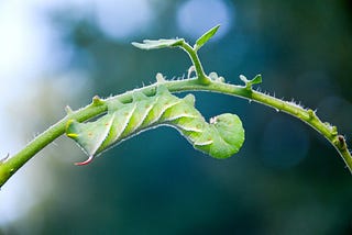 What is That Enormous Green Worm Eating My Tomatoes?