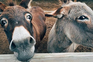 Life Fable— DON’T ARGUE WITH DONKEYS