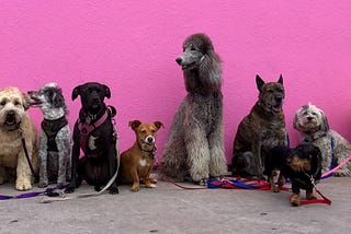 Identifying dog breeds using CNNs