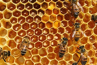 A close up photograph of honey cells in a beehive along with seven bees.
