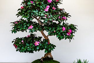 It Feels Good to Bloom Again