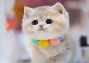 Munchkin kittens for sale – Medium