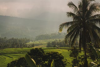 Ryžové polia Indonézia