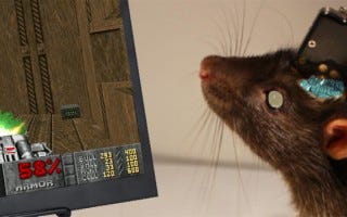 A Neuroengineer’s Guide on Training Rats to Play Doom