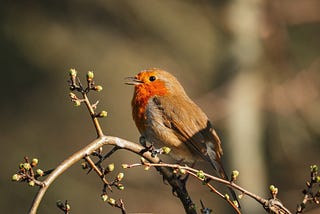 A European robin with a bright orange-red breast perched on a budding branch, its beak slightly open as if singing, against a softly blurred background of trees in the woods.