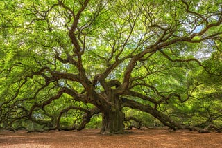 A Short Tutorial on B+ Tree