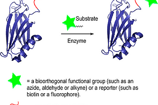 Site-specific modification of proteins via enzymatic reaction