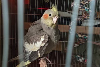 How getting a pet bird made me better