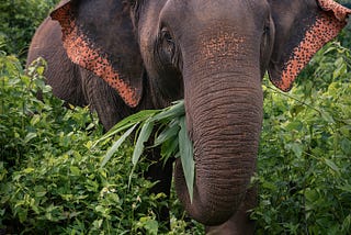 Elephant Rescue Park || Chiang Mai, Thailand
