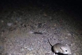 A woodland mouse in Death Valley