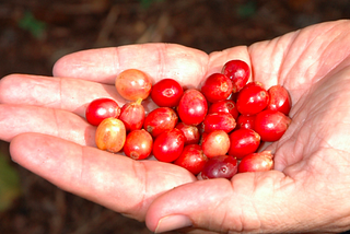 Café de Fevereiro — Catuaí Vermelho de Vargem Alta