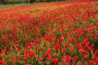 Poppy Field Sunset, Oxfordshire, England