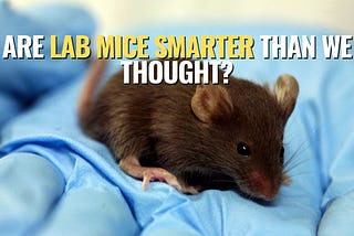 Exploring the Cognitive Complexity of Laboratory Mice