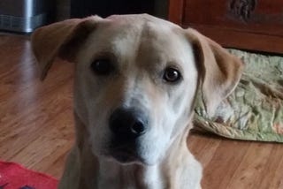 Blonde, Slim, and Agile, Seeking Partner for Long Walks in the Hills