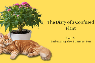 The Diary of a Confused Plant — Part 7: Embracing the Summer Sun
