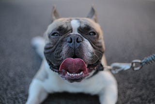 Bulldog looks up happily with tongue out.