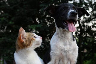 Pet Wellness: Tips for Helping Your Pets Thrive