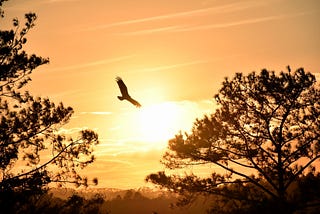 Flying High On Eagle’s Wings