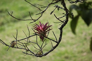 Parasitic Plants Example in The World