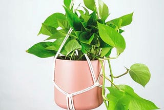 Pothos Care and Guide 101