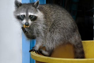 Are you going through a raccoon attack? Handle raccoon removal without any worries!