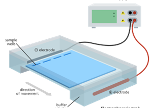 Gel Electrophoresis — how it works and what it can be used for