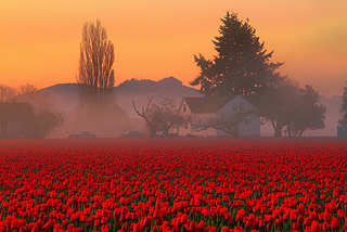 Foggy Tulip Field, Skagit Valley, Washington