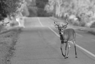 A Deer Almost Got Killed Tonight